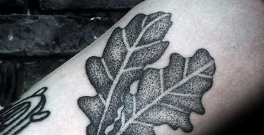 Тату дуб: что означают фигурные листья и желудь на руке Дубовая ветвь с желудями геральдика значение