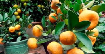 Апельсиновое дерево Что символизирует апельсин