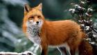 روباه معمولی.  روباه حیوانی حیله گر است.  توضیحات، عکس، فیلم (Vulpes vulpes).  ویژگی های بیولوژیکی روباه ها