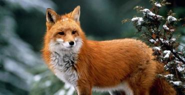 Common fox.  The fox is a cunning animal.  Description, photo, video (Vulpes vulpes).  Biological characteristics of foxes